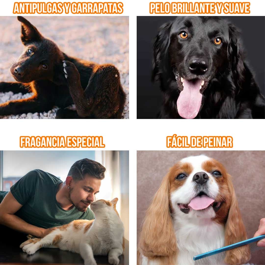 ✨ PET LOVER | 50% OFF POR LA COMPRA DE HOY